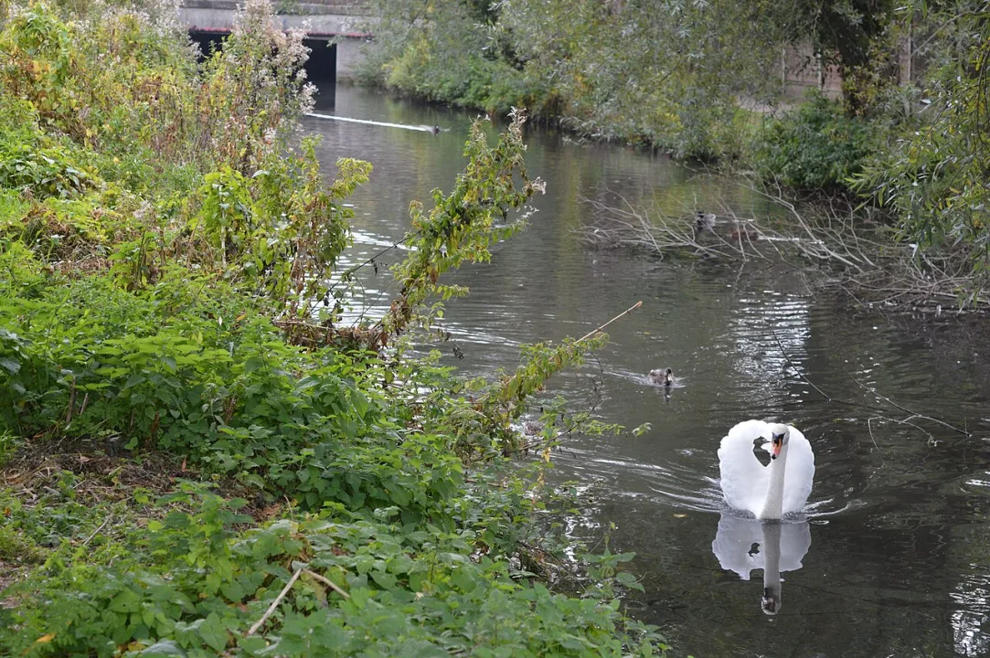 River Ivel — Dudley Miles / Wikimedia Commons / CC BY-SA 4.0