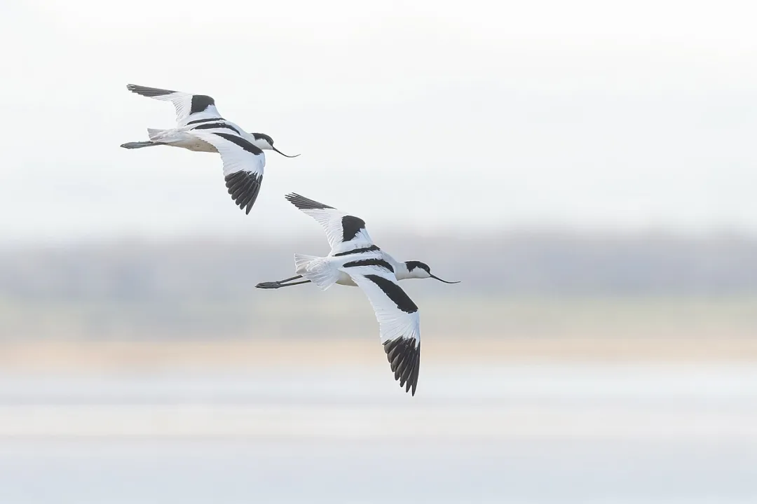 Solway Firth — caroline legg / Wikimedia Commons / CC BY 2.0