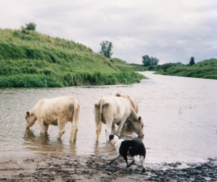 Brosna — Blackrock78 / Wikimedia Commons / CC BY-SA 3.0