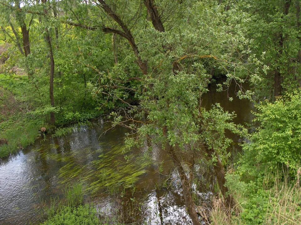Jara — Wikimedia Commons / Public domain
