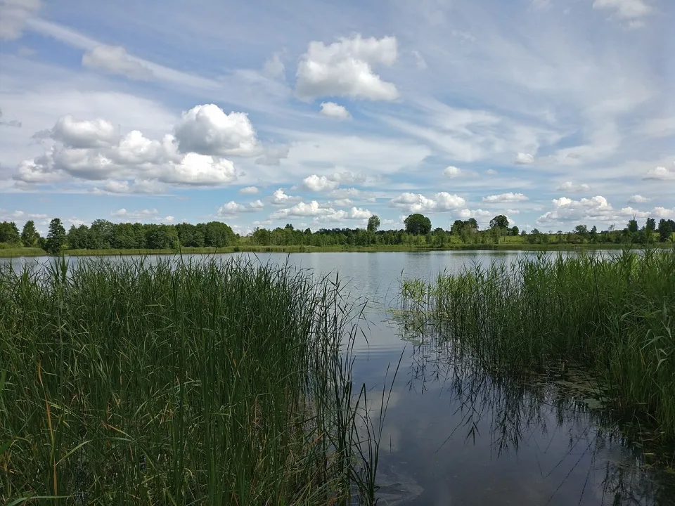 Bruņķītis — Voll / Wikimedia Commons / CC BY-SA 4.0