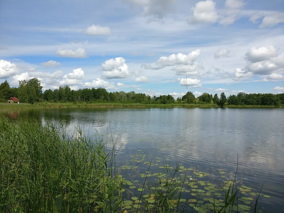 Bruņķītis — Voll / Wikimedia Commons / CC BY-SA 4.0