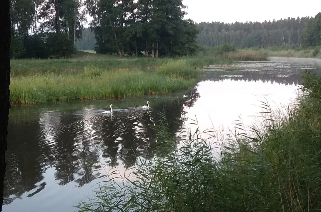 Dūņezers — Egilus / Wikimedia Commons / CC BY-SA 4.0