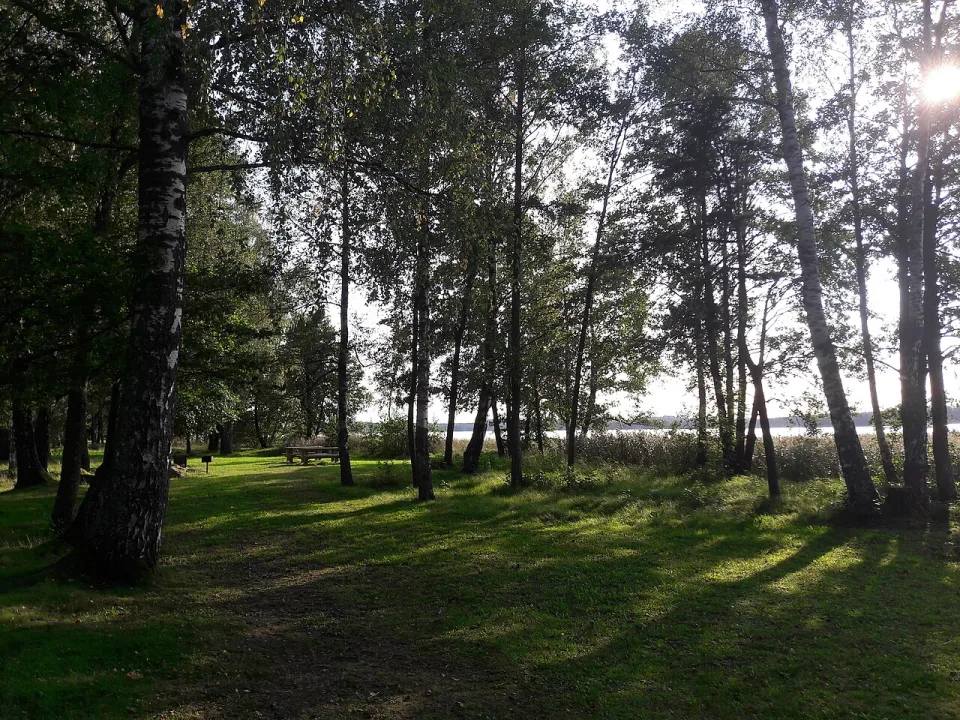 Ungurs — AgrisR / Wikimedia Commons / CC BY-SA 4.0