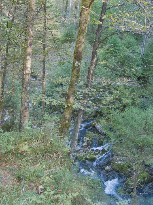 Kamniška Bistrica — Ajznponar / Wikimedia Commons / CC0