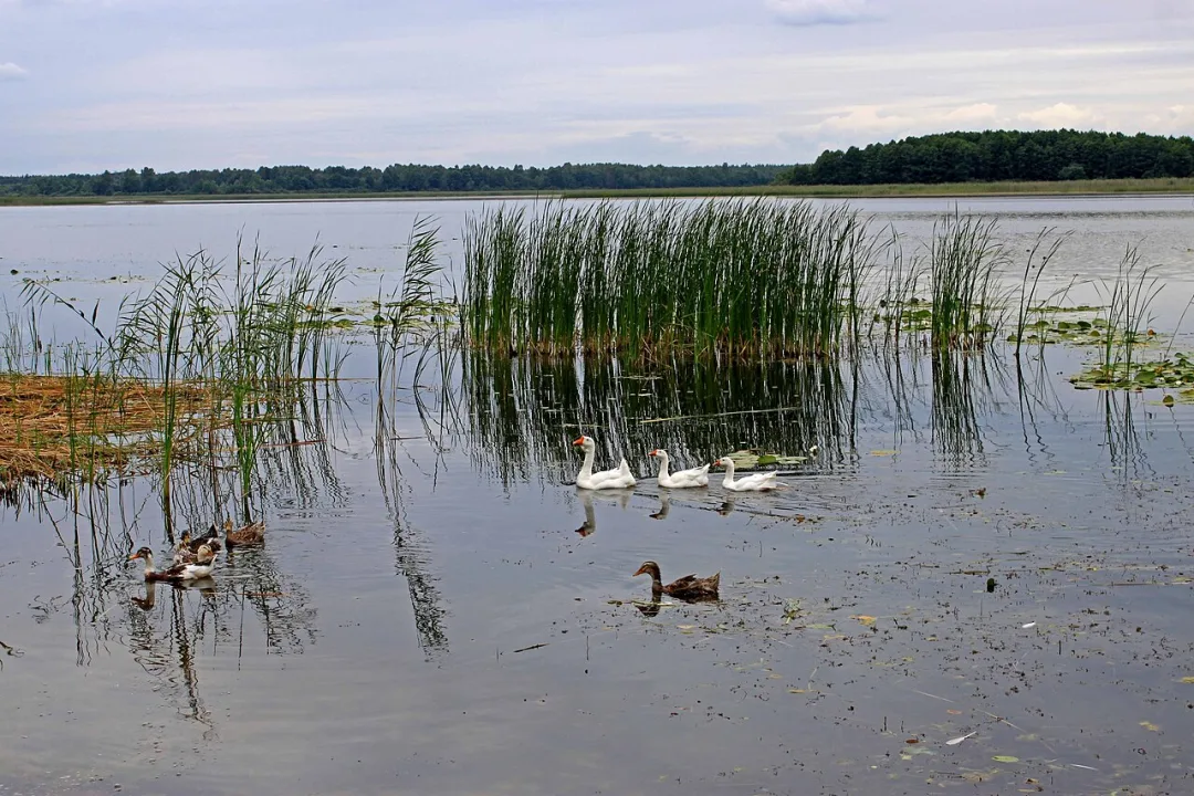 Pulemetske — Александр Топилин / Wikimedia Commons / CC BY-SA 3.0