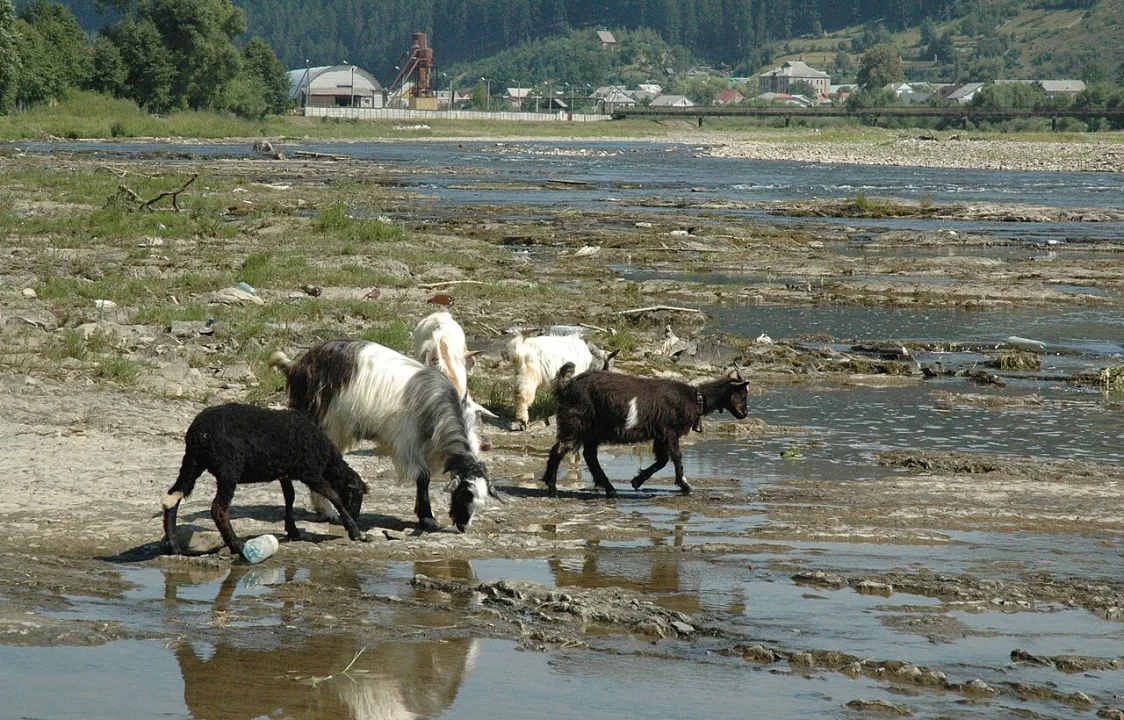 Rika — VargaA / Wikimedia Commons / CC BY-SA 3.0